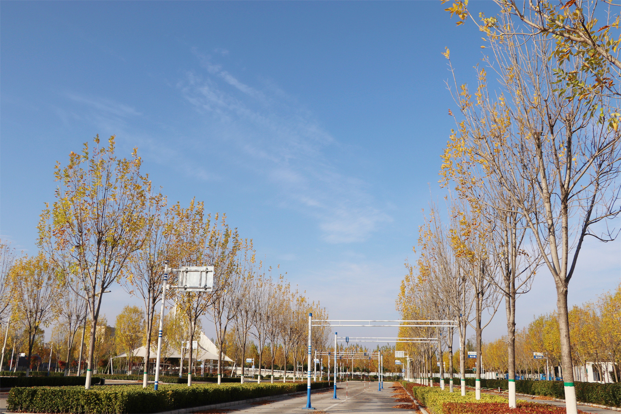 【濟寧大運河駕?！坎蹲今{校亮麗風景，定格最美初冬校園~(圖19)